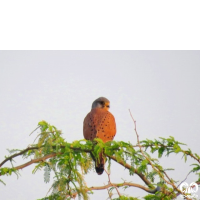 گونه دلیجه Common Kestrel